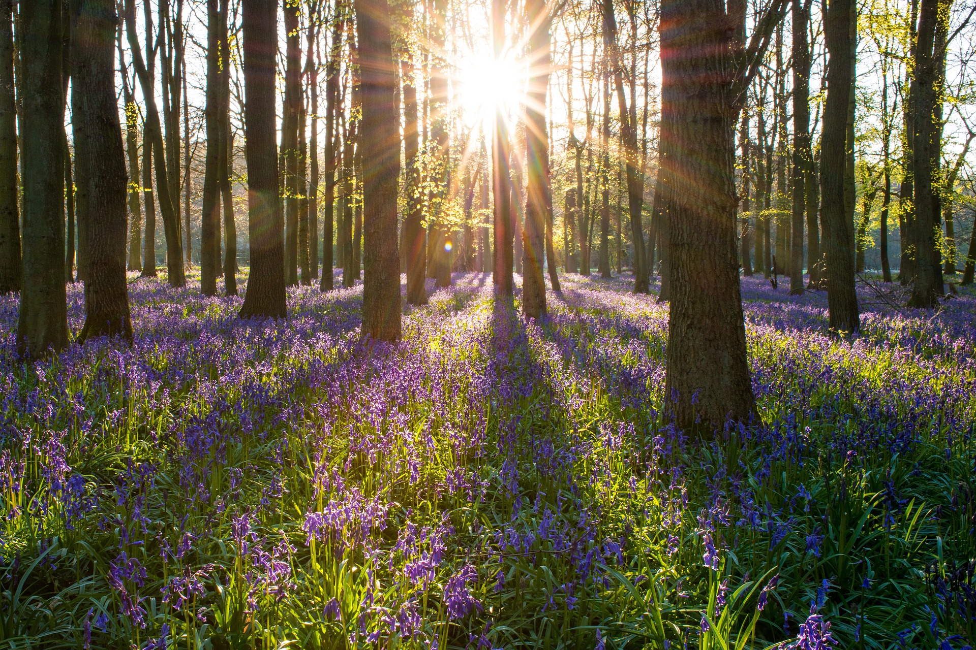 Forest at sunrise with bluebells beneath trees